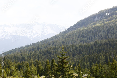 Wooded mountainside in Herzegovina