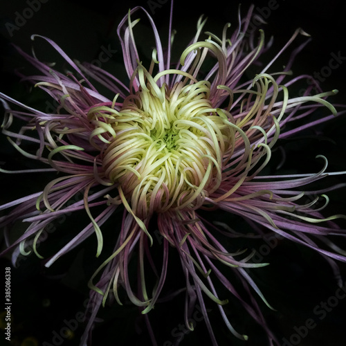 chrysanthemum flower , closeup of a blooming flower 