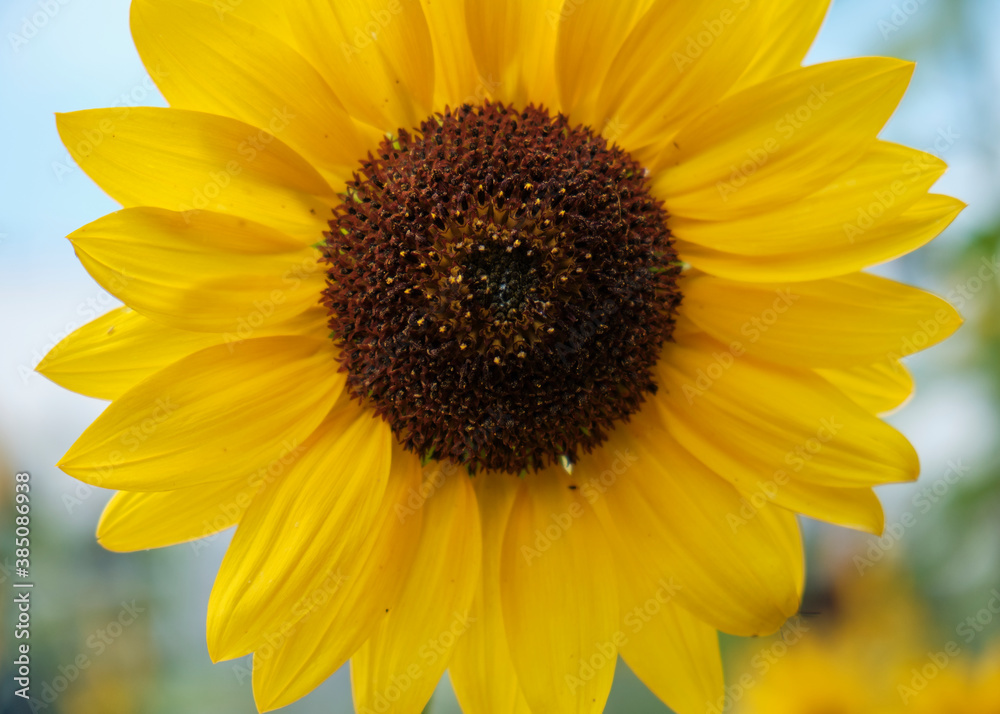 Large yellow sunflower in bloom filling out and exceeding frame Large yellow sunflower in bloom filling out and exceeding frame