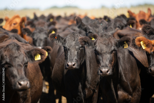 angus en el campo argentino