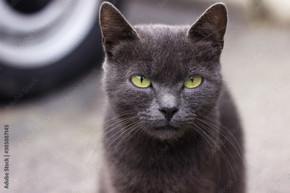 An adult street gray cat with green eyes sits on the street on the road. A homeless animal with a sad and hungry look