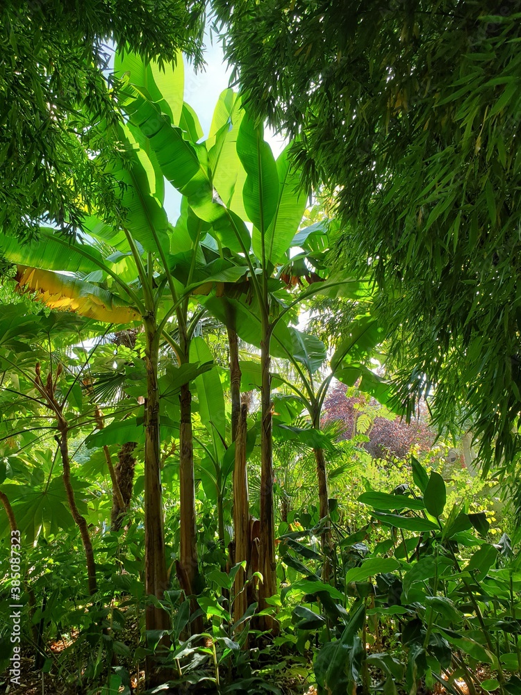 Fototapeta premium tropical forest