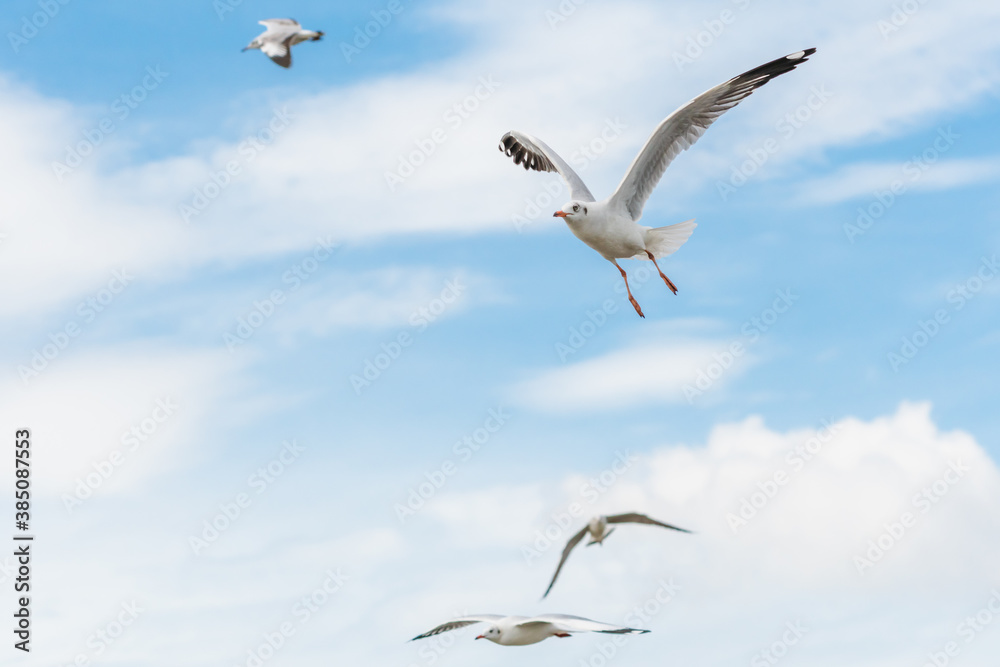 action flyings seagulls in tropical coast line on sky background action flyings seagulls in tropical coast line on sky background
