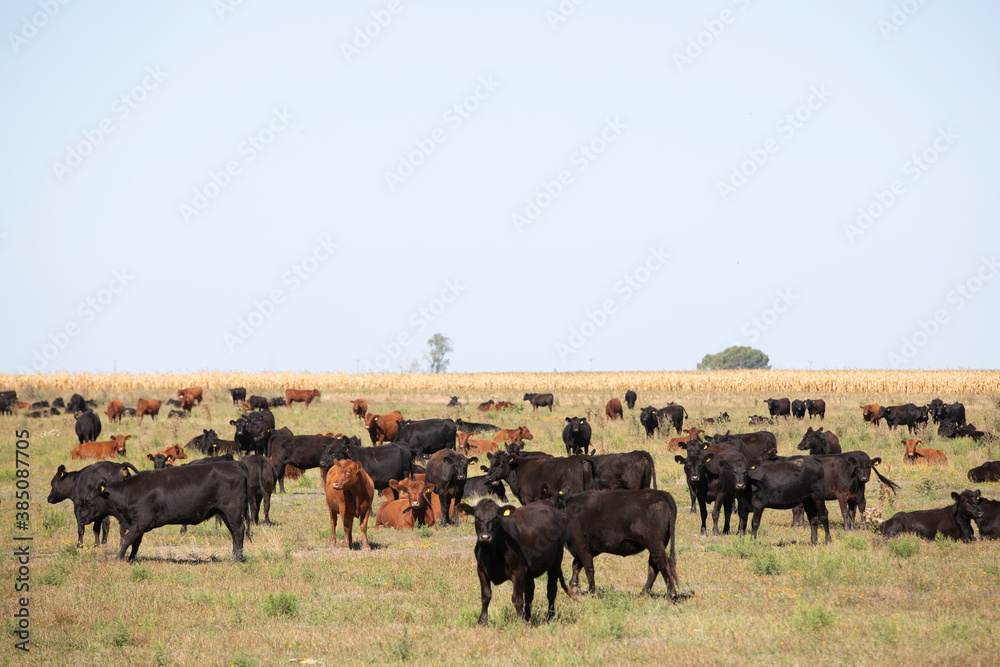 angus en el campo argentino