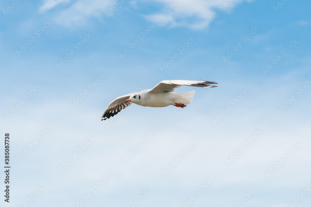 action flyings seagulls in tropical coast line on sky background