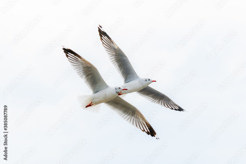 action flyings seagulls in tropical coast line on sky background