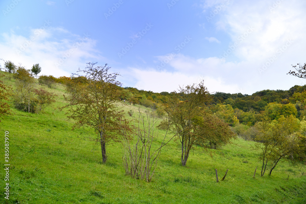 Verdure sous un ciel bleu !