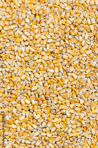 Textura de semillas de maiz ideal para fondo o 
background photo