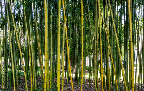 Bamboo grass stalk plant stems growing in Belmont, California, park-like a grove