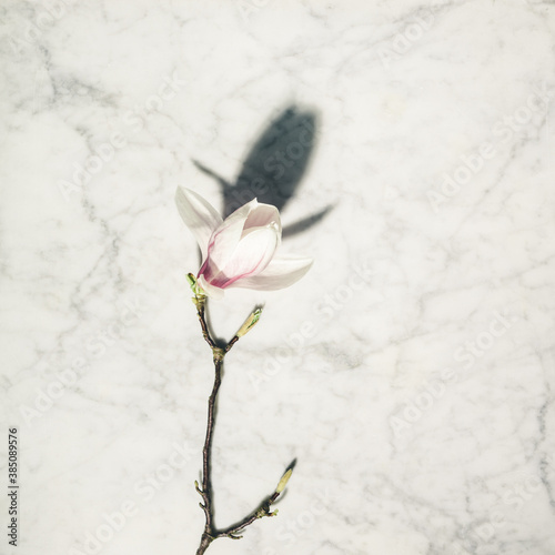 Beautiful pink magnolia flowers on white marble table. Top view. flat lay. Spring minimal concept.