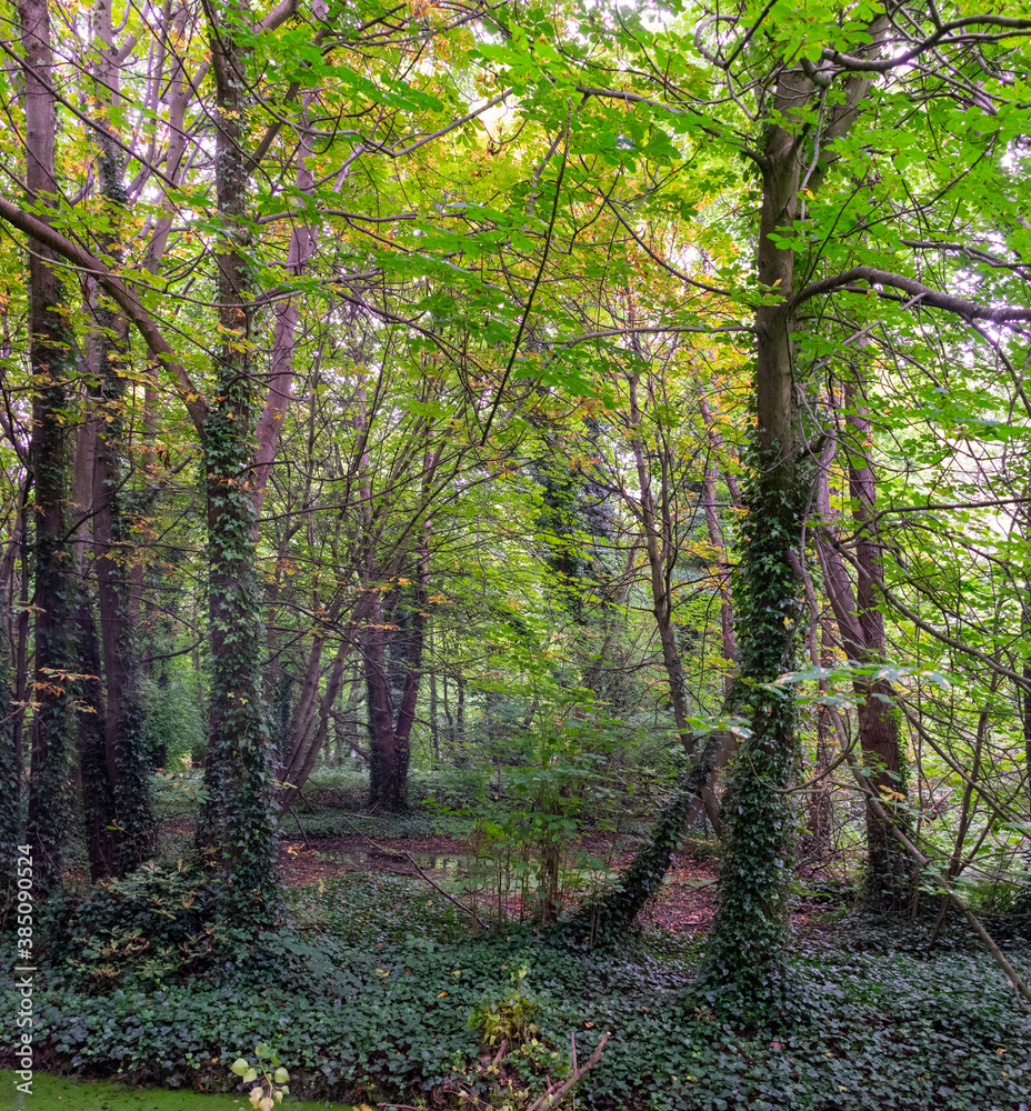 Fototapeta premium Green Swamp in Forest