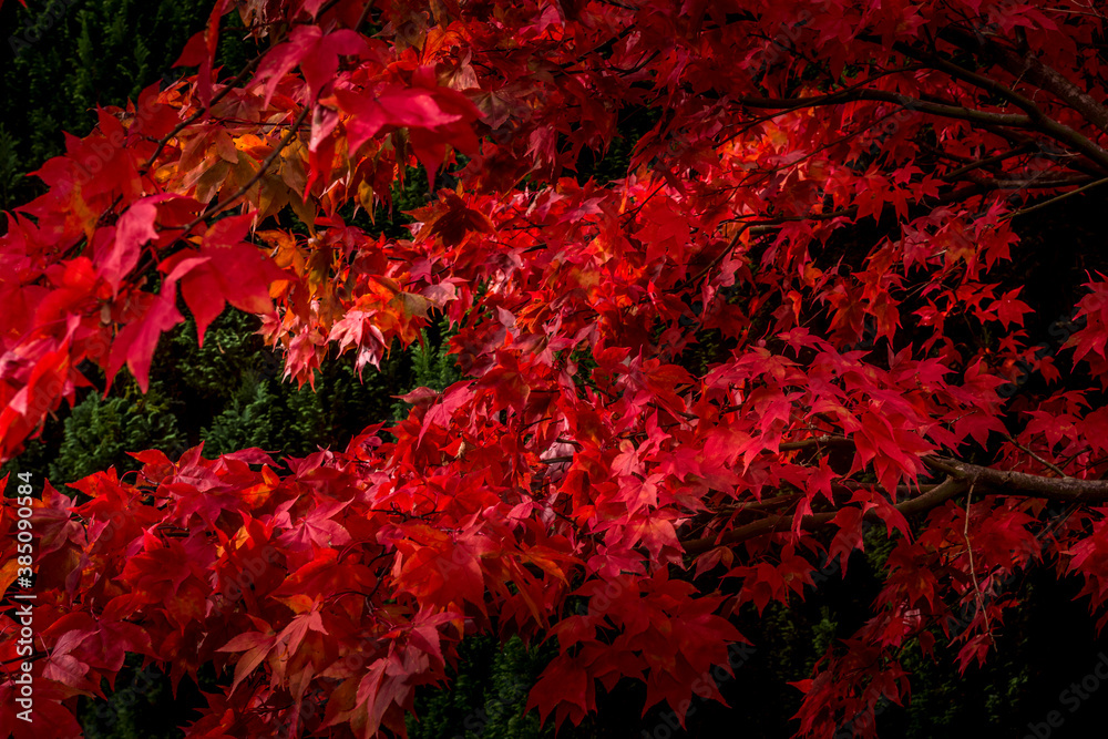 Autumn Leaves Autumn Leaves