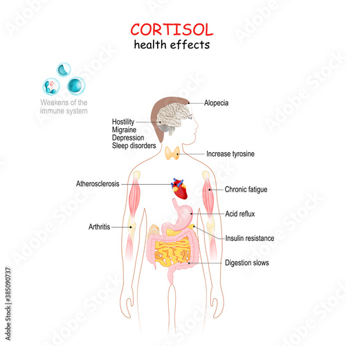 Cortisol health effects. Human's body with internal organs affected by cortisol.