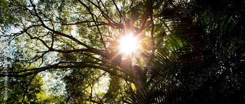 bosque 