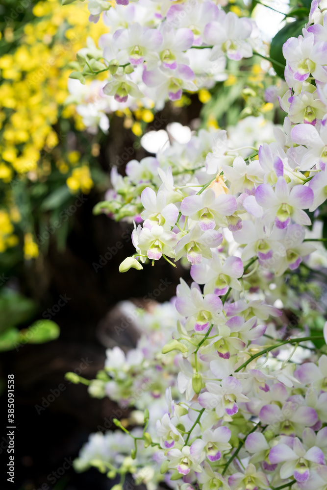 beautiful colour orchids flower in garden close up beautiful colour orchids flower in garden close up