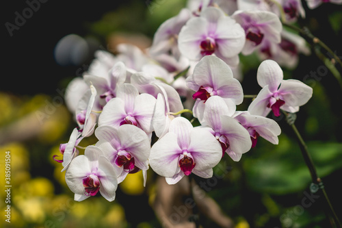 beautiful colour orchids flower in garden close up