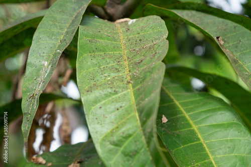 The leaves have black spots from aphids.The leaves are black mold disease.