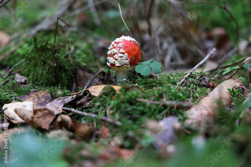 Closeup of amanita muscaria mushroom in forest photo