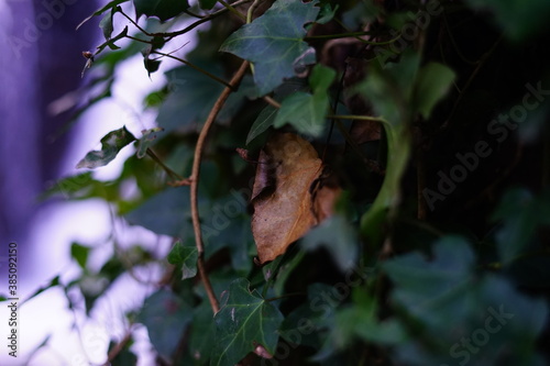 Yellowed ivy leaf on an autumn morning near a waterfall