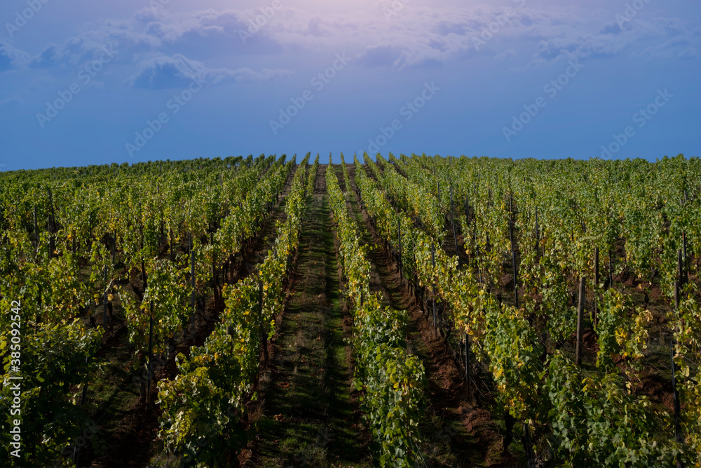 Weintrauben Einbau, Hessen
