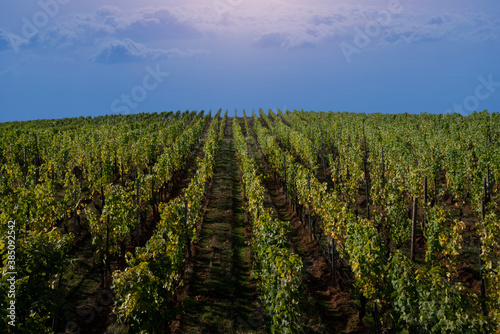 Weintrauben Einbau  Hessen