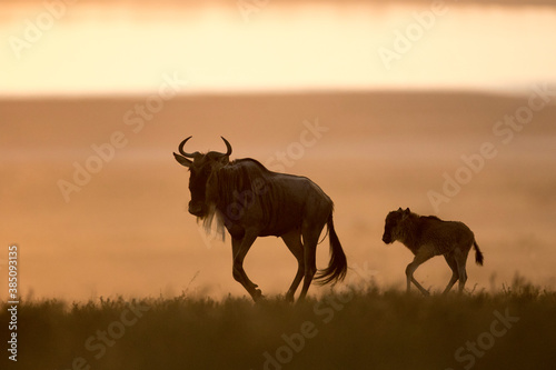 African safari in red dawn sunrise