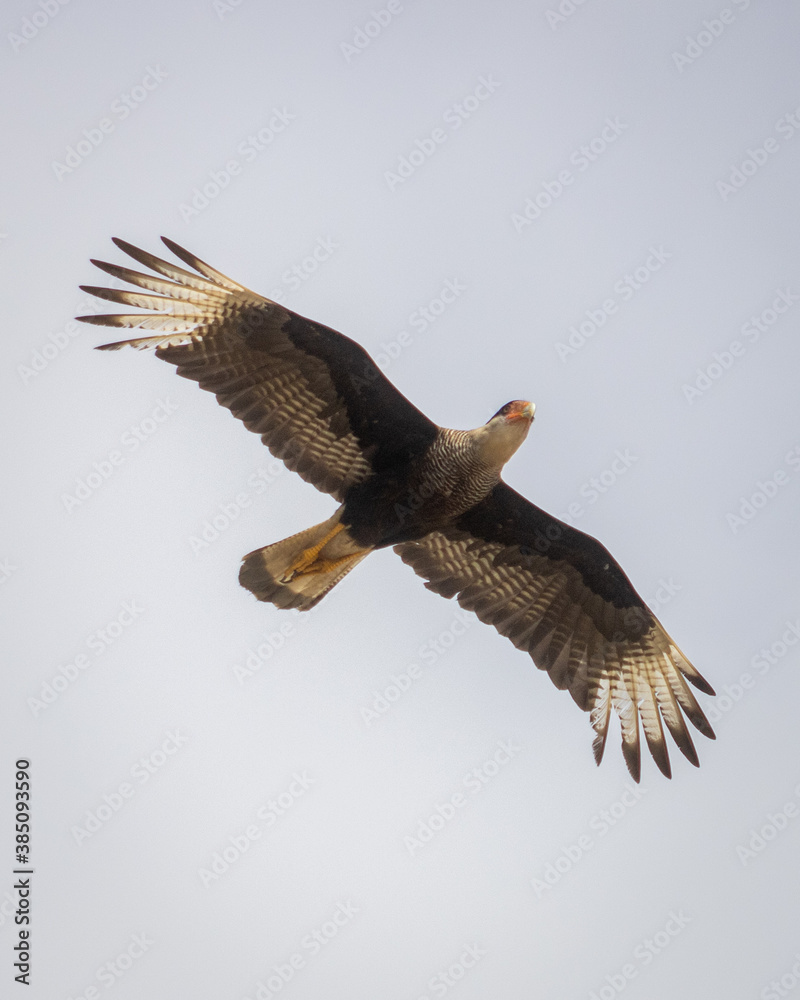Fototapeta premium Vulture flying over a beach in search of food. Its colors are very detailed and with reddish orange detail in the beak. Its wings are wide open allowing the sun to pass through them.