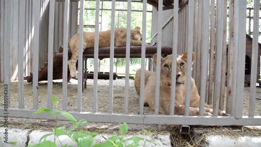 Lion And Lioness In The Cage Of The Zoo. Lonely Lions Locked ...