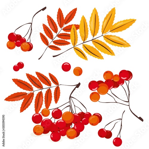 rowan; october; autumn; berries; berry; botanical; branch; bright; closeup; collection; rowan berry; rowan branch; rowan berries; red rowan; red berries; rowanberry; season; cluster; background; group