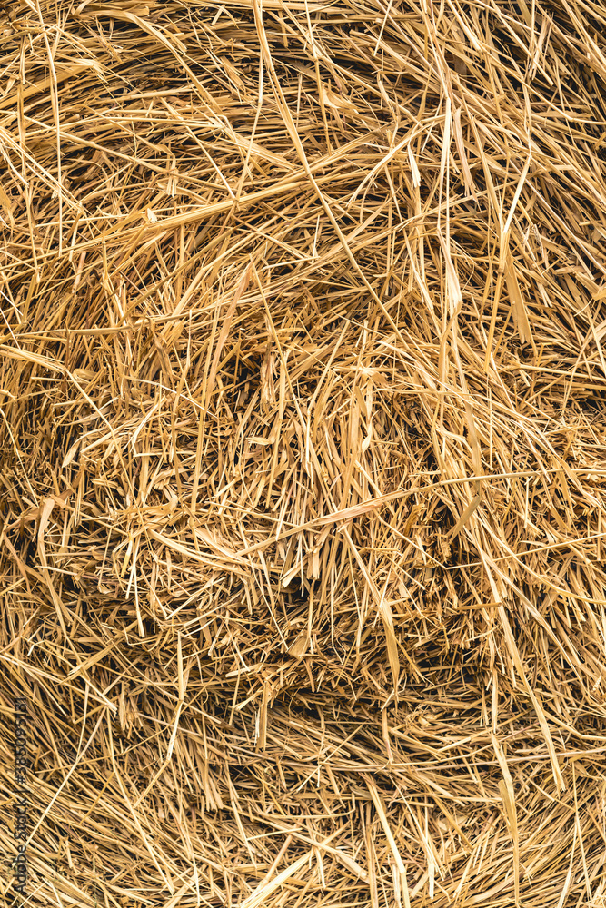 rice straw background rice straw background