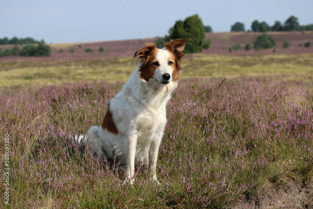 Süßer Hund Leila posiert in der blühenden Heidelandschaft Süßer Hund Leila posiert in der blühenden Heidelandschaft
