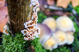 Group of white mushrooms and orange hairy curtain crust on a bark in autumn forest scene.