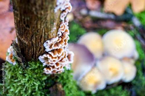 Group of white mushrooms and orange hairy curtain crust on a bark in autumn forest scene. photo