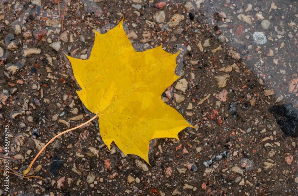 Colorful background, autumn yellow maple leaf lying in a puddle. Colorful background, autumn yellow maple leaf lying in a puddle.