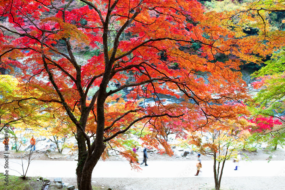 香嵐渓の紅葉