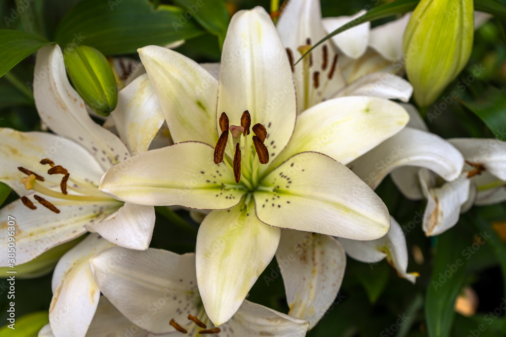 Obraz premium white lily flower