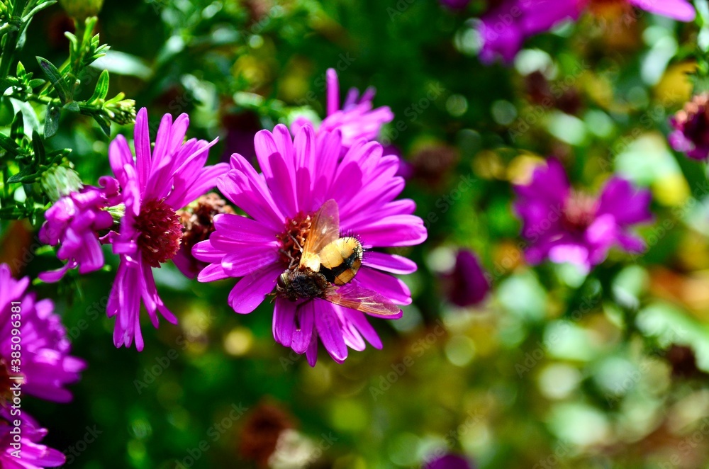 Wespe auf lila blüte in Nahaufnahme Wespe auf lila blüte in Nahaufnahme