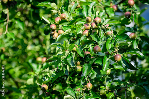 Young small green and red fruits and leaves in a large apple tree in direct sunlight in an orchard garden in a sunny summer day, beautiful outdoor floral background photographed with selective focus.