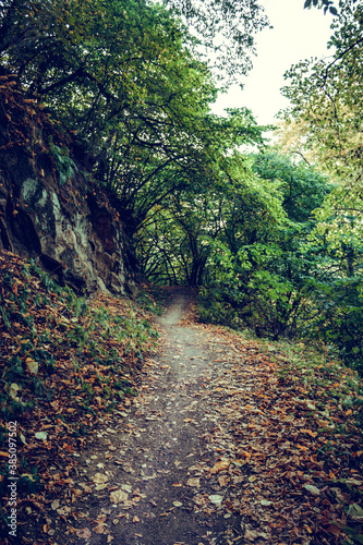 Path in the mountain forest.