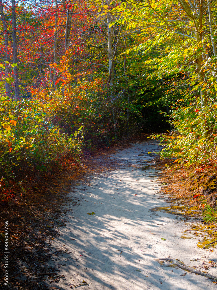 Colorful footpath in the autumn forest on Cape Cod in October