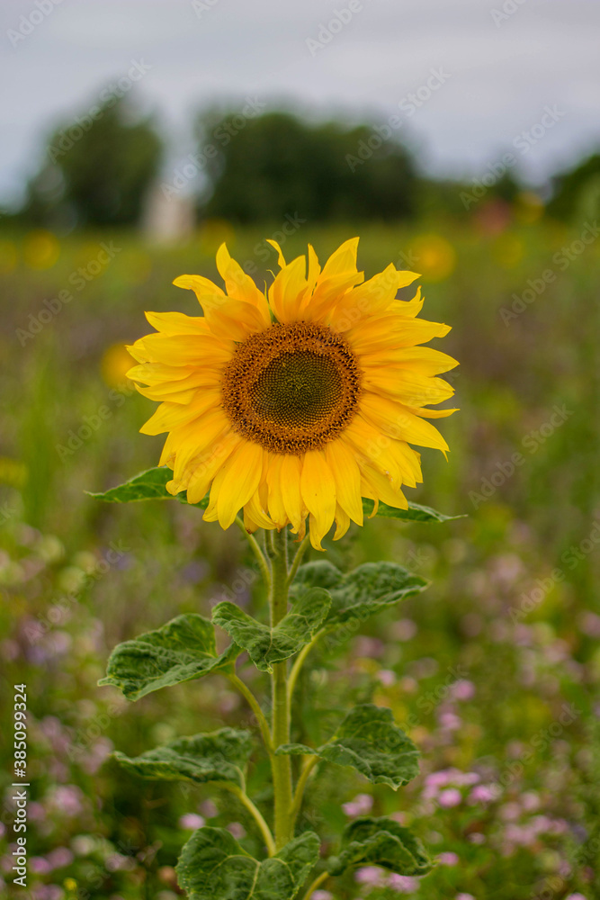 Obraz premium Sonnenblume