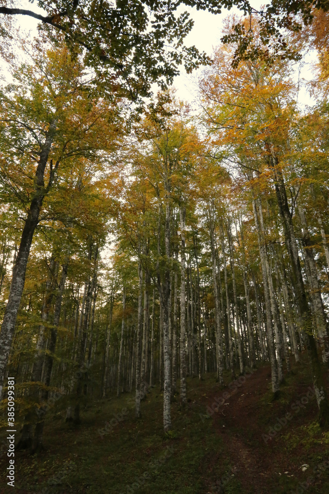 Autumn in the mountains of Friuli, Italy