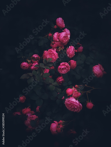 Beautiful roses on dark background. Rosa Damascena or Damask rose. Lush bush of pink roses with dark vignette. Romantic background for Valentine\'s day or decor.Rosa Damascena