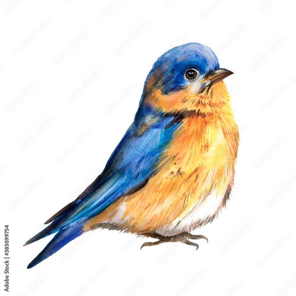Bluebird watercolor illustration, feathered, migratory bird, blue plumage, orange breast, fauna, bird