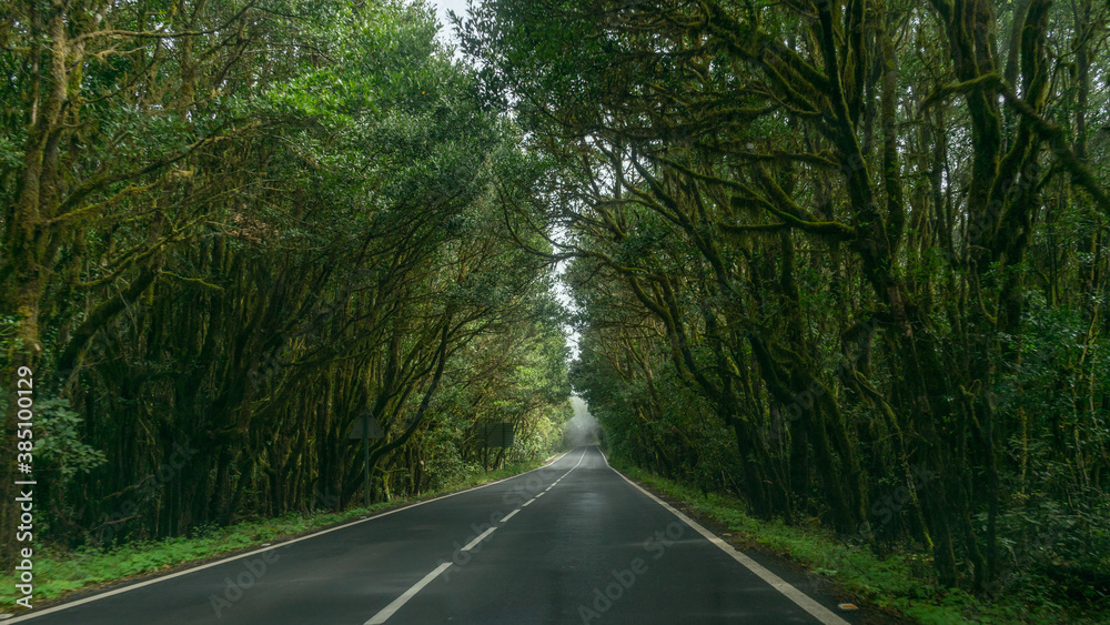 Obraz premium Carretera rodeada de árboles