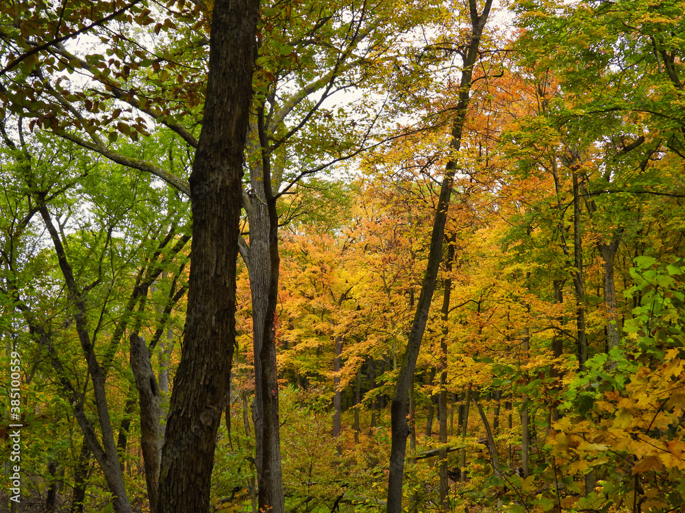 Vibrant Yellow and Orange Leaves on Various Trees in the Midst of Still Green Leaves in this Early Autumn Landscape View Vibrant Yellow and Orange Leaves on Various Trees in the Midst of Still Green Leaves in this Early Autumn Landscape View