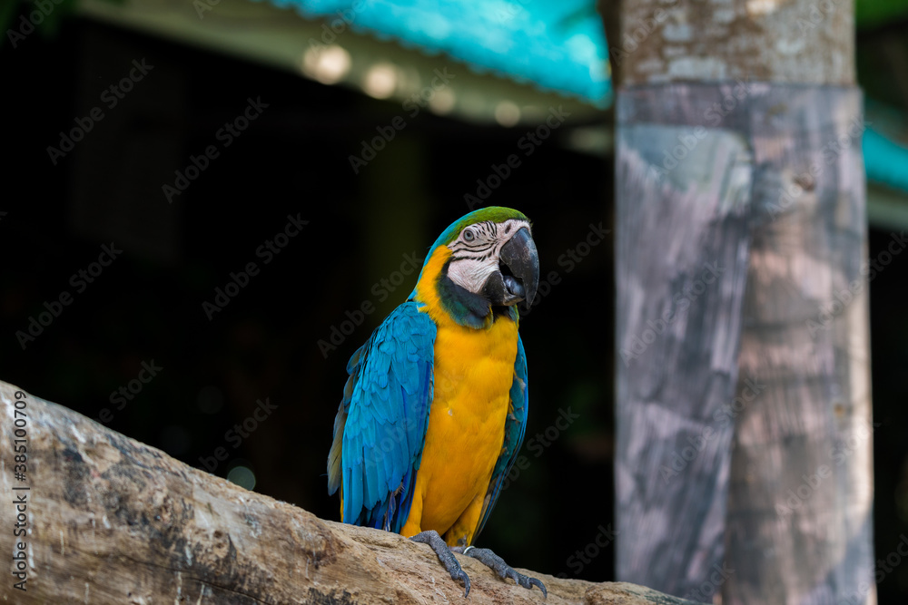 Beautiful macaw parrots close up
