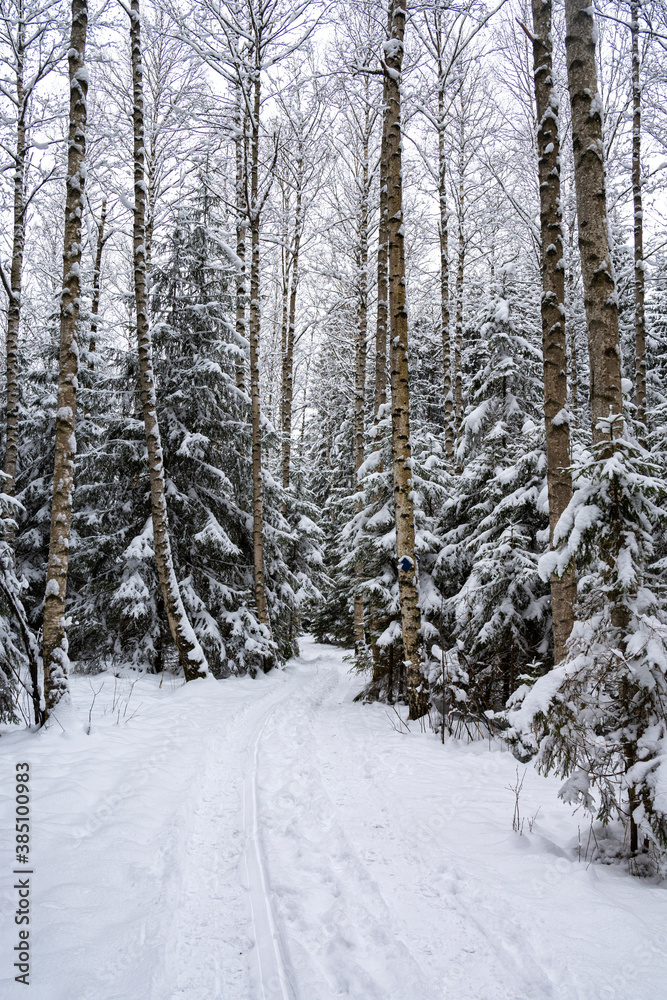 View of hiking trail in the winter forest, Nuuksio National Park, Espoo, Finland View of hiking trail in the winter forest, Nuuksio National Park, Espoo, Finland