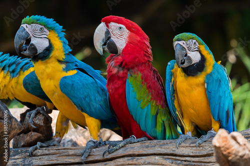 Beautiful macaw parrots close up