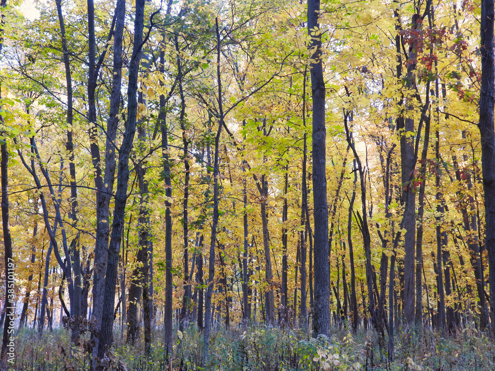 Fall Forest with Mostly Yellow Leaves on a Sunny Autumn Day 